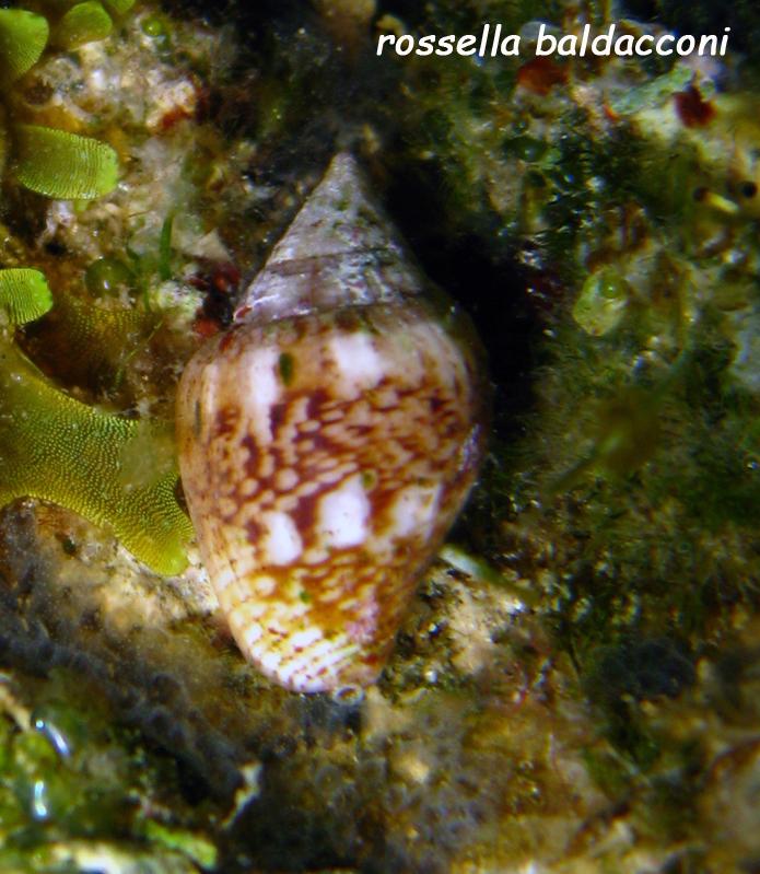 Columbella rustica